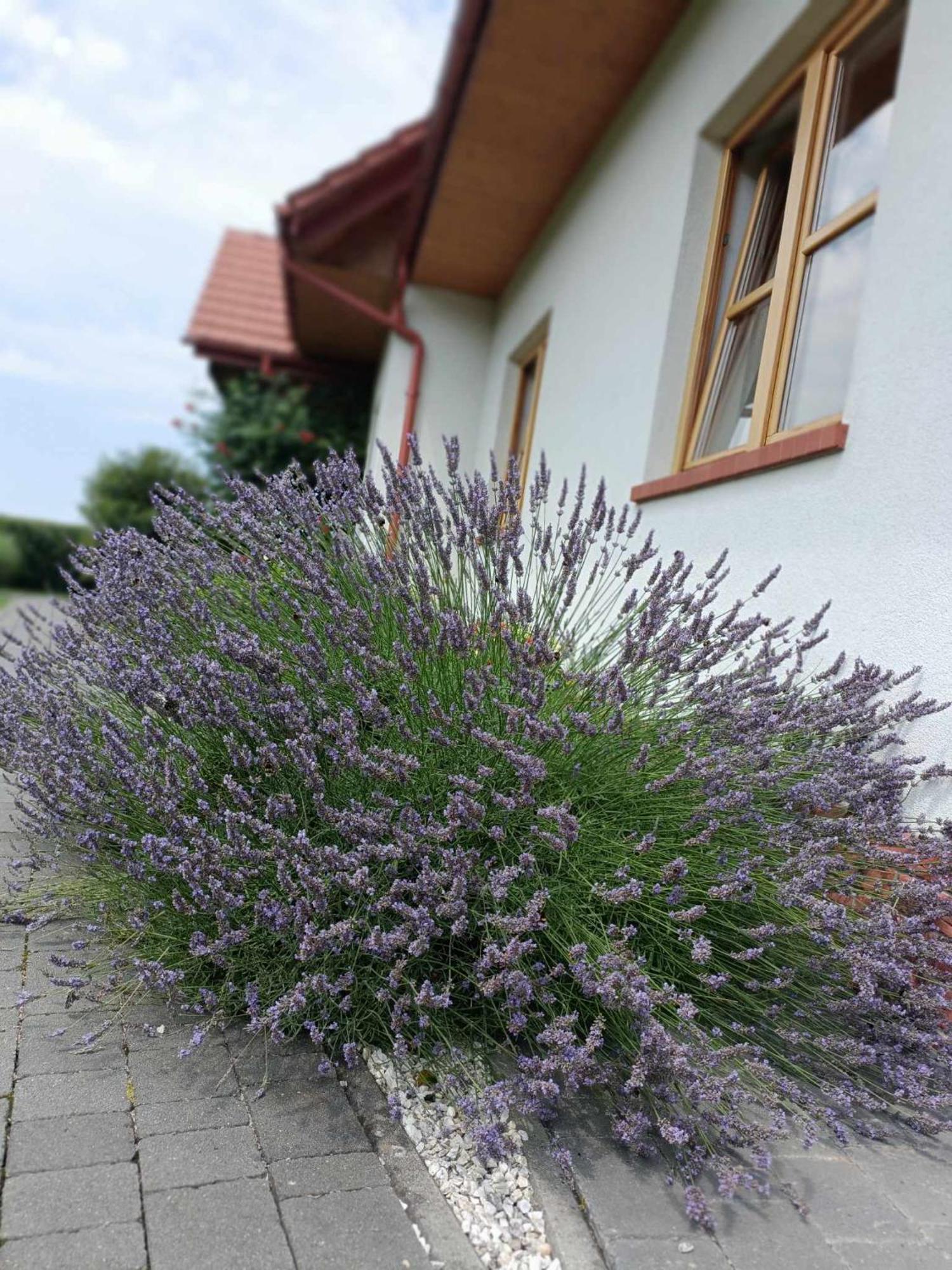 Noclegi "Koniadow" Solina  Exteriör bild